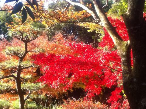 庭園の紅葉