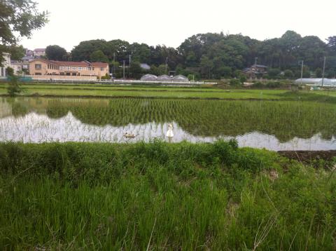 平日昼間の手賀沼ゆったりジョグ