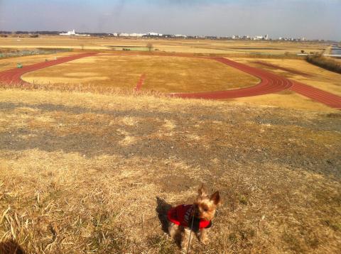 いつもの弁天様往復コースの利根川河川敷にある「中央学院大学」のトラック。休日使ってないので一般開放してくれんかなぁ。