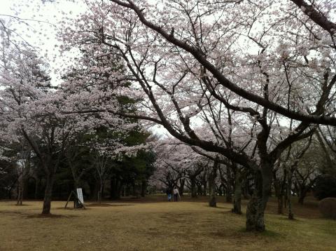 あけぼの山公園：さくら山