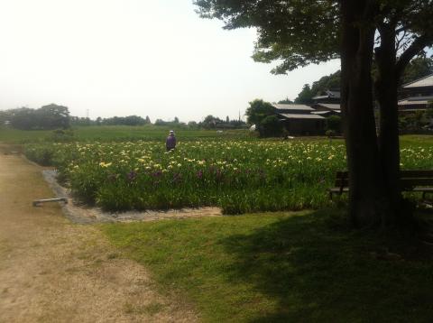 菖蒲祭り会場