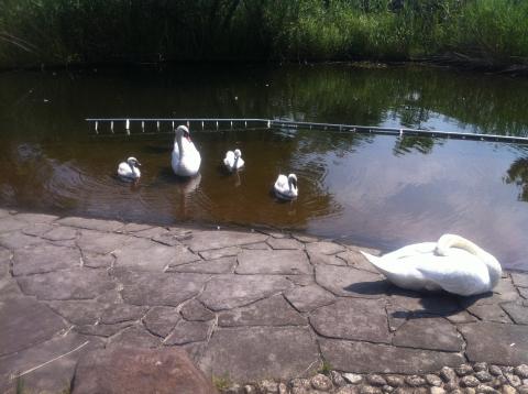 手賀沼親水公園前
人慣れしてる