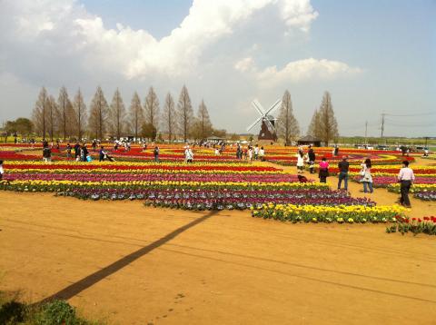 オランダに行ってきました！？
あけぼの山公園　桜の次はチューリップ