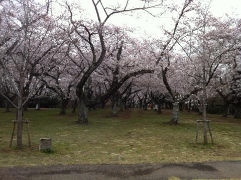 あけぼの山公園：さくら山