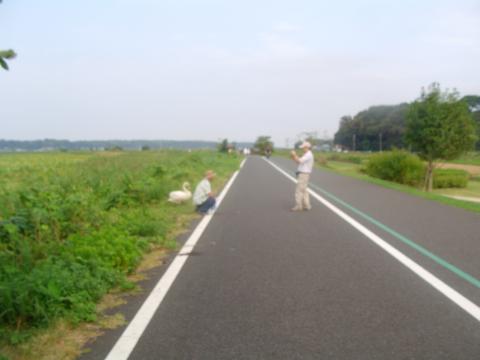 ２６．すっかり人間になれてしまった白鳥さんと記念撮影している方・・。