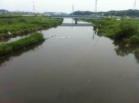 この付近の白鳥の子は沢山いた。