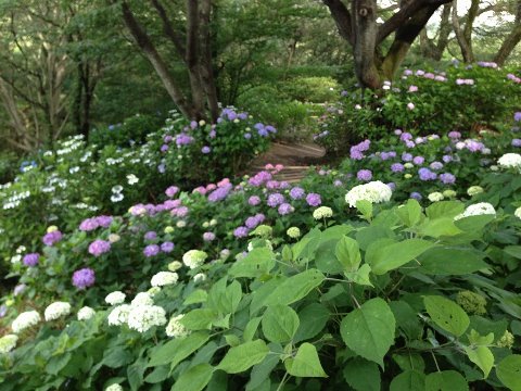 ヨーロッパからの信州の紫陽花（名前は失念）コースから外れた、トンネルの上で咲いてます。