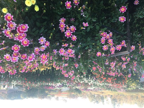 馬見丘陵公園お花見ジョグ