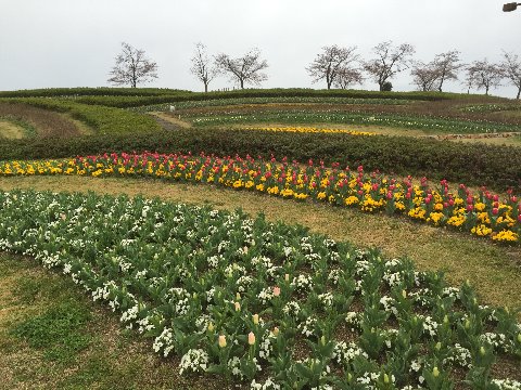 馬見丘陵公園のチュウリップ畑