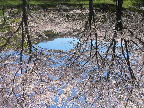 亀の瀬公園の桜　沢山の人がお花見に来てました