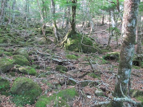 屋久島の様な苔むした湿原①