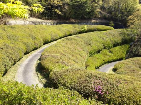 生駒ボルダーのつつじ園地。咲き始めでちらほらと、5日6日頃が見ごろかな