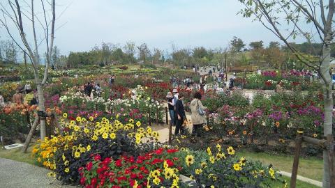 ダリア園全景（といっても一部ですが）