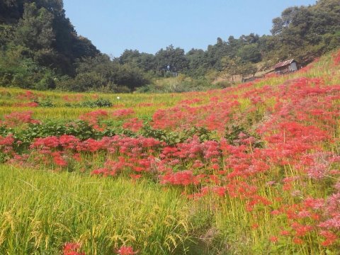 明日香村周遊マラニック