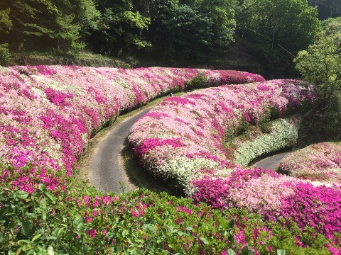 去年より早い満開、圧巻でした。