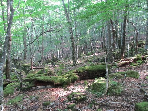 屋久島の様な苔むした湿原③