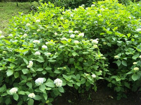 紫陽花園の紫陽花。
日当たりのいい場所だけほんの少し開花していました。
でも、白いままで色付くまでには至っていません。