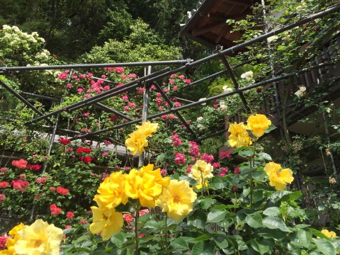 松尾寺の薔薇、六月中まで