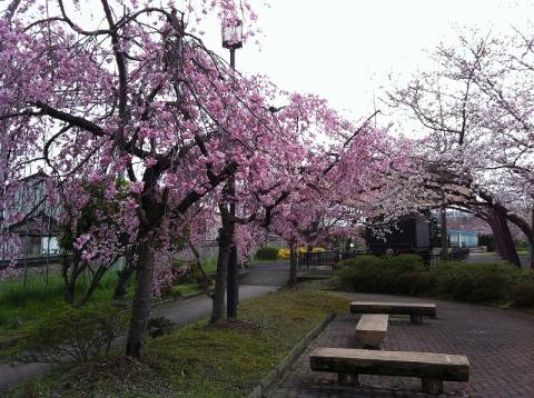 奈良県王寺町・通商機関車公園の桜
5分咲きでしょうか？ここでお花見の予定です。