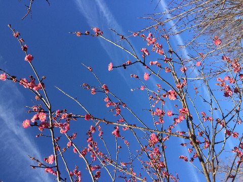 梅の花、その3