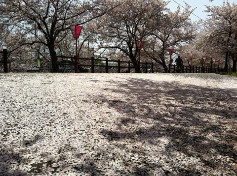 昨日の雨で散った花びらで一面さくら色に