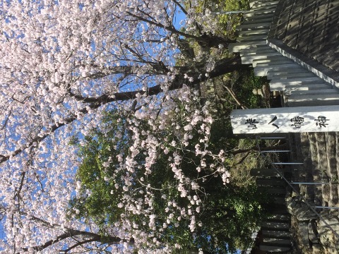 大阪柏原・峠八幡神社の桜