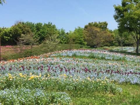 馬見丘陵公園のチュウリップ②