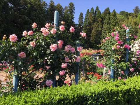 霊山寺の薔薇、道路側から