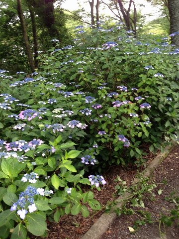 ブルーのガク紫陽花