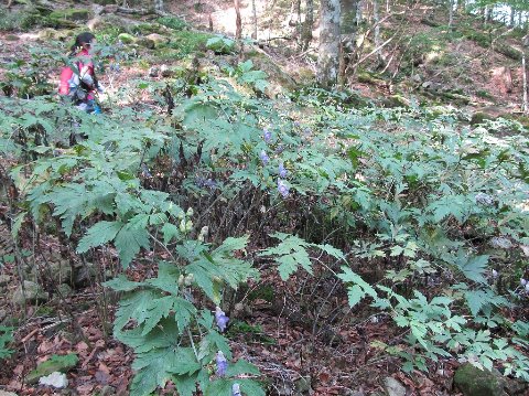 カワチブシ（トリカブト）の群生。紫色の花が綺麗です。有毒植物のため鹿も食べないので残っています。バイケイソウも有毒で黄色の花が咲いていました。