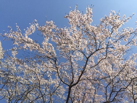 奈良・王寺・永福寺のしだれ桜