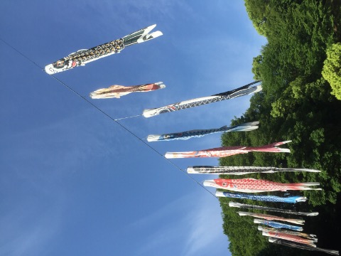 奈良王寺・菩提公園で、GW最終日を楽しむ鯉のぼり