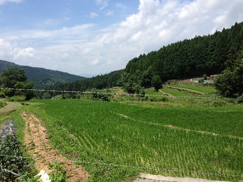 能勢町高山の棚田です。　秋はきれいでしょうね。