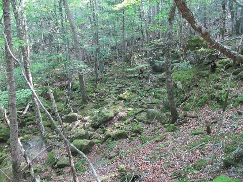 屋久島の様な苔むした湿原④