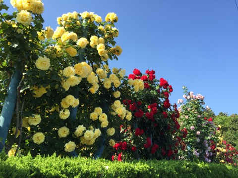 霊山寺の薔薇、道路側から