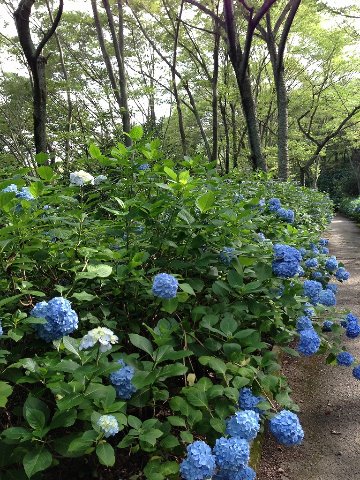 生駒・紫陽花園地