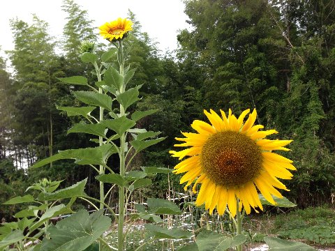 早くも盛夏の花、ヒマワリが咲き始めています。（奈良・斑鳩の我が家の畑）