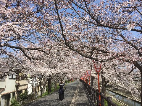 奈良・高田・大中公園（高田千本桜）５分咲きくらいでしょうか？