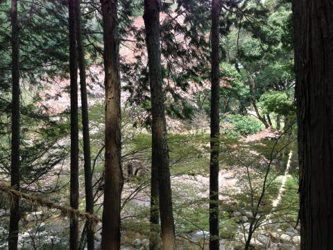 布目川の木陰に見える桜です。