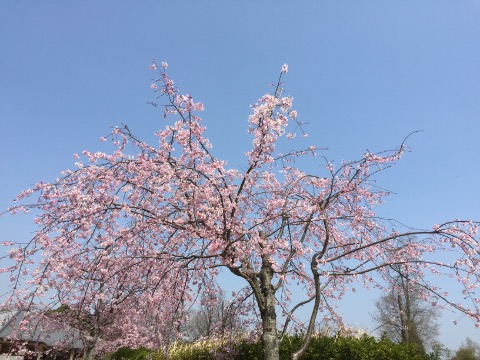 馬見公園の濃いピンク色の桜