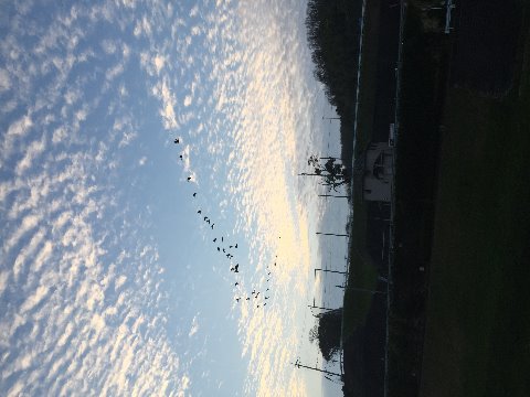 葛下川の上空を編隊を組んで飛ぶ約30羽の白鷺