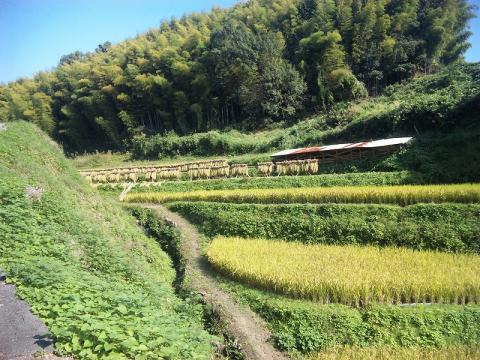 奈良県平群町・谷あいの田んぼ（13.7キロ付近）
稲刈りの最中でした。