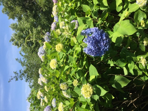 紫陽花園地は、まだまだ早かった。