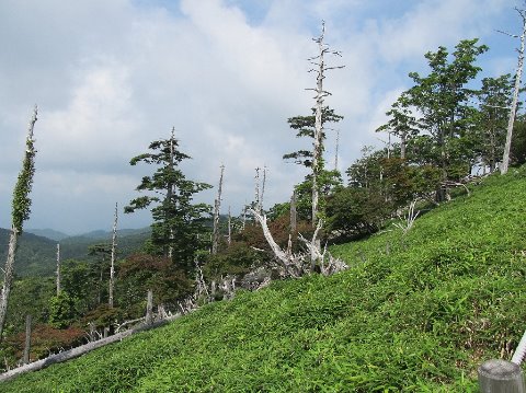 トウヒの立ち枯れ・・・日出ヶ岳山頂付近