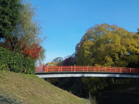 県立竜田川公園・紅葉した紅葉が青空に映えて綺麗でした。