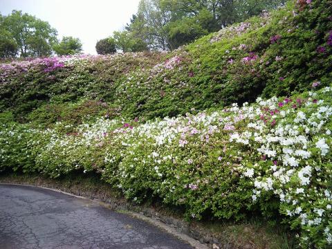 生駒ボルダーの「つつじ園」
本当の見ごろは１５日(日)頃かな？