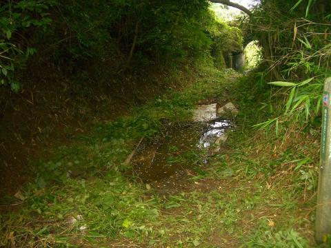 高安山分岐付近、生駒縦走路・生駒スカイライン下通路
トンネル内のぬかるみに草を敷いておきました。