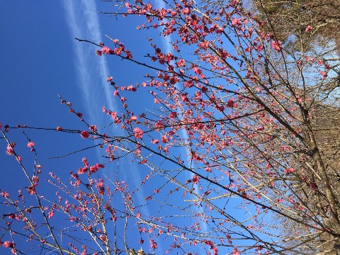 大和郡山の民俗博物館の梅林・　満開の梅の花