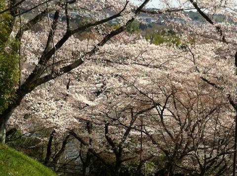 三室山の桜。