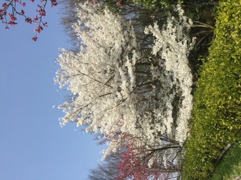 馬見公園の真っ白な桜